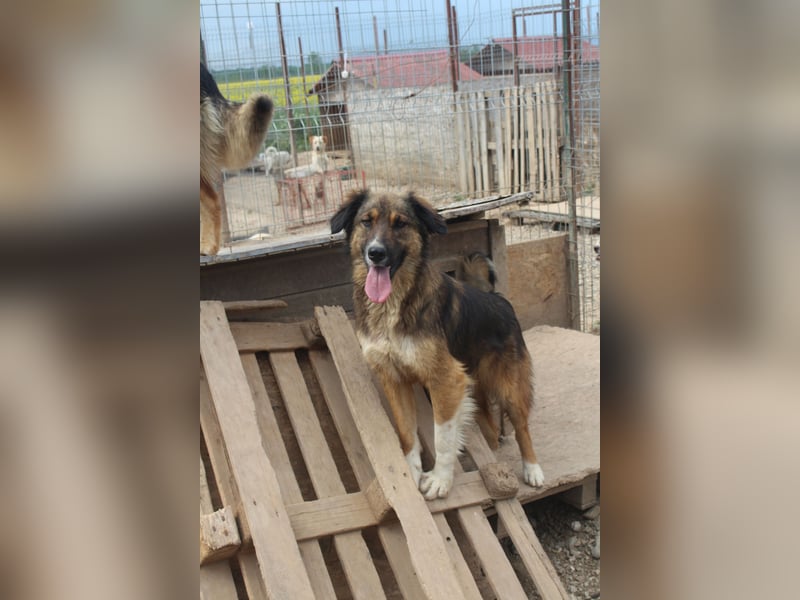 BALI sucht ein liebevolles Zuhause
