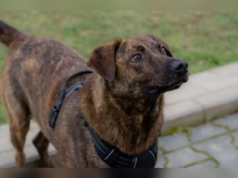 Moji sucht sein Für-Immer-Zuhause