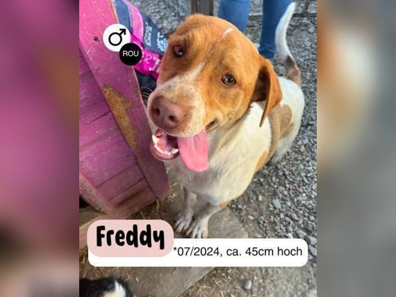 Welpe Freddy möchte die Welt erkunden