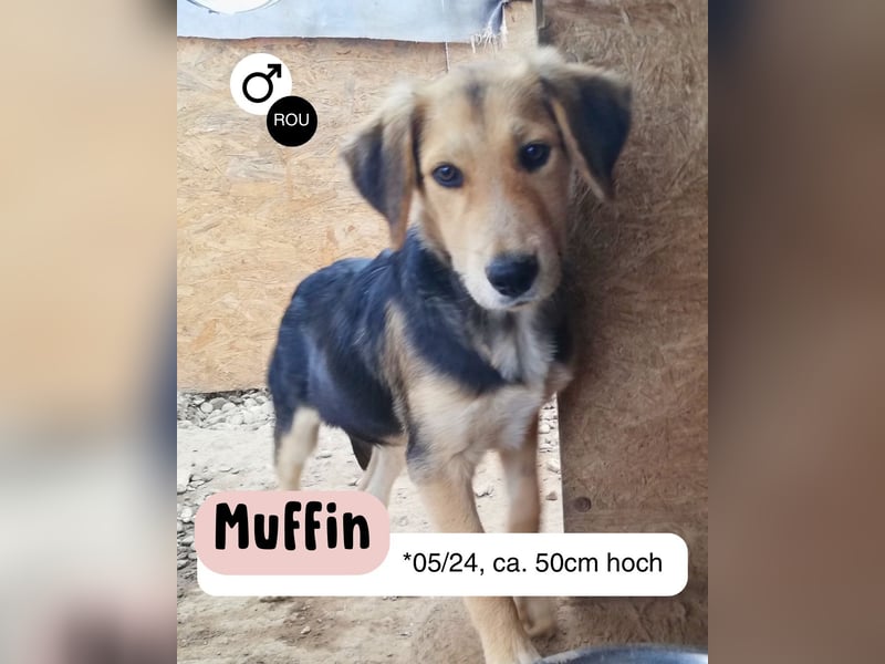 MUFFIN sucht Liebe