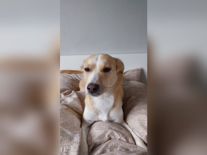 Billy benötigt neues Zuhause