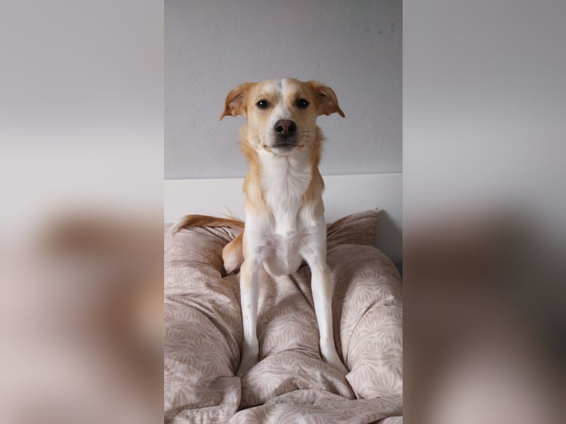 Billy benötigt neues Zuhause