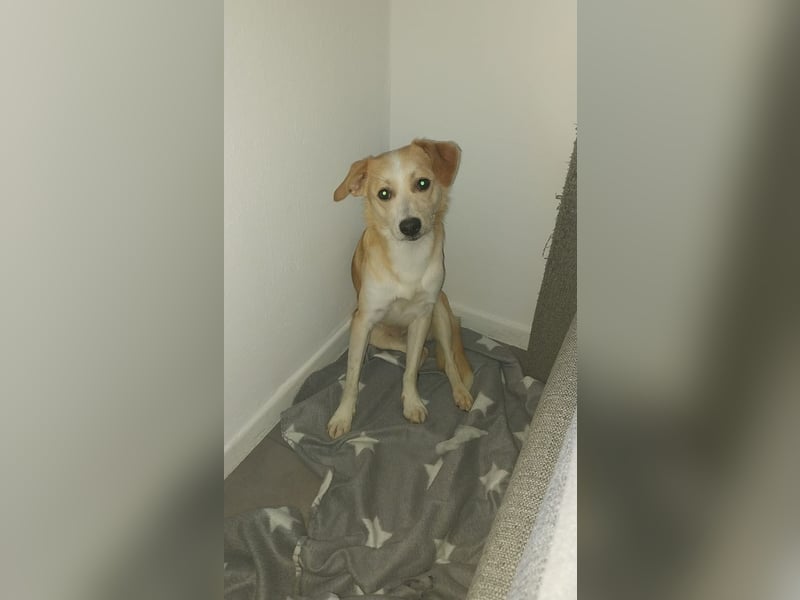 Billy benötigt neues Zuhause