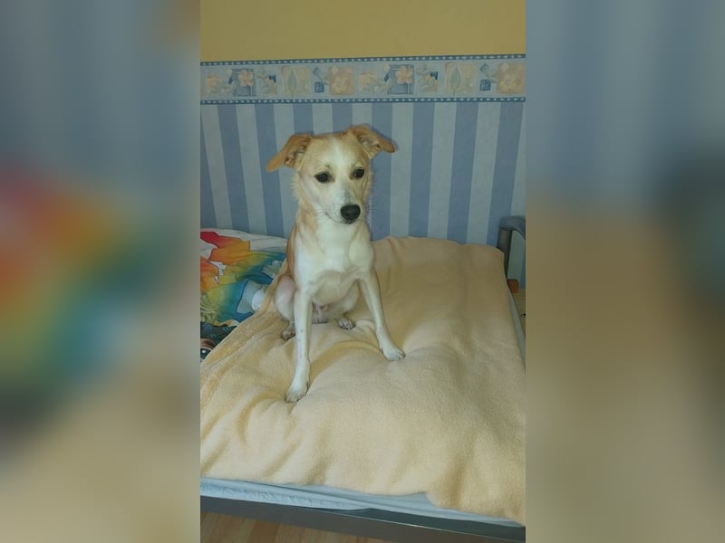 Billy benötigt neues Zuhause