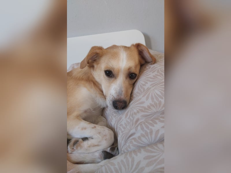 Billy benötigt neues Zuhause