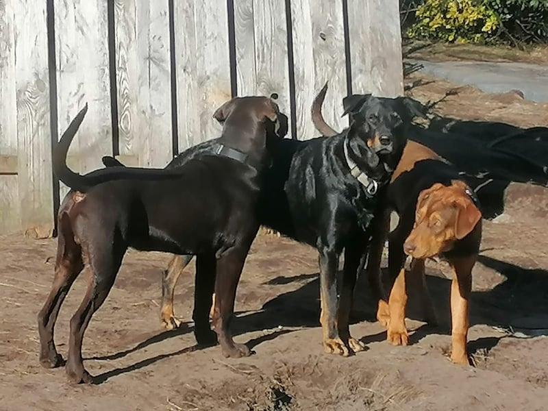 Dobby und Merlin suchen ein neues Zuhause!