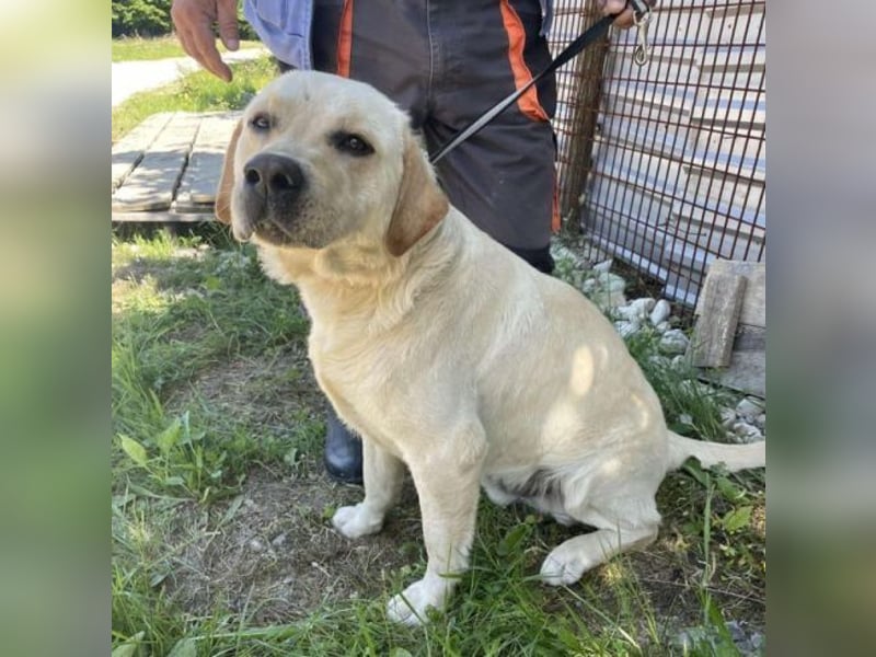 BENSON Labrador Mix