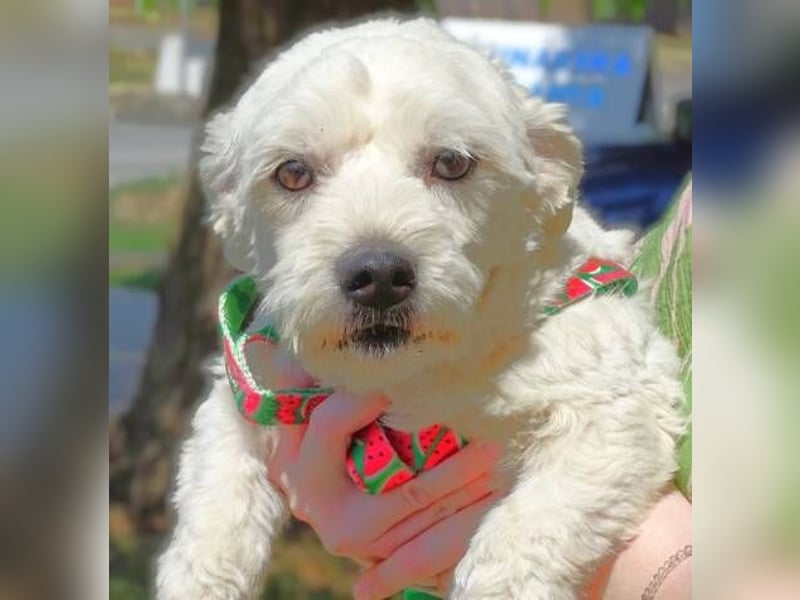 MARVIN, Malteser Mix