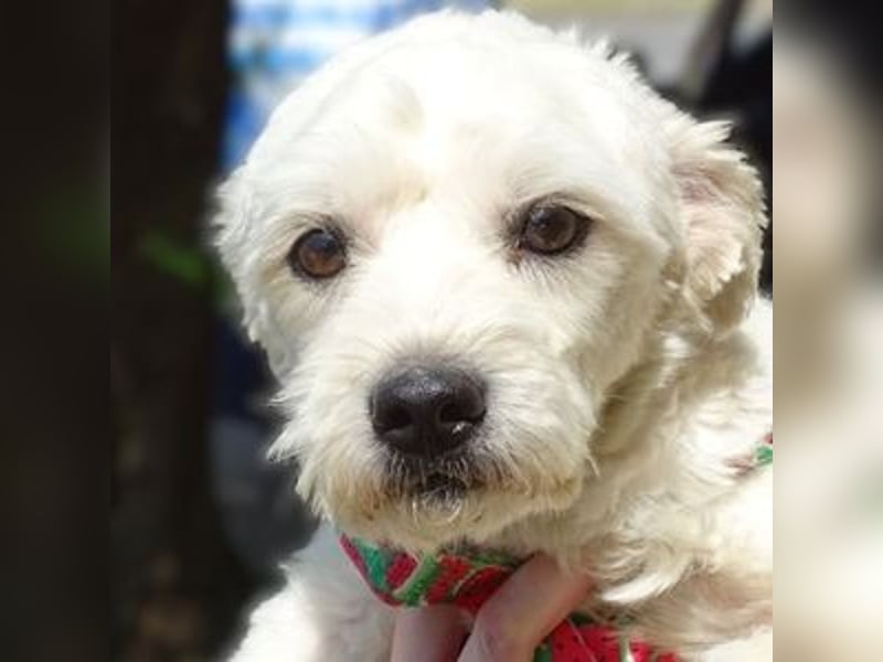 MARVIN, Malteser Mix