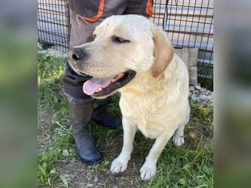 BENSON Labrador Mix