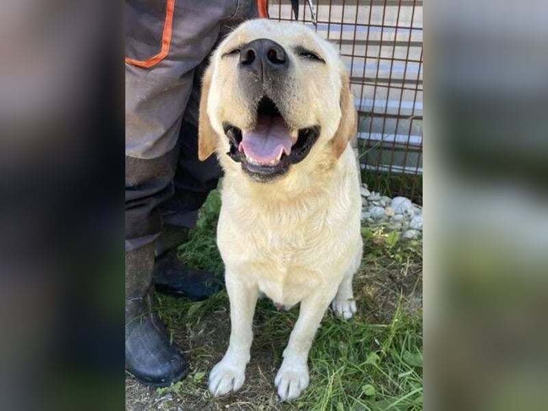 BENSON Labrador Mix