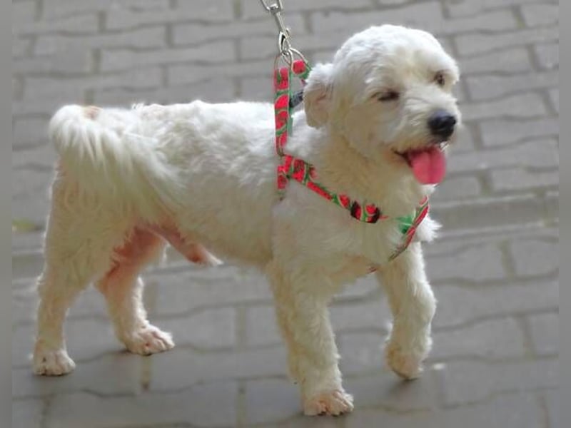 MARVIN, Malteser Mix