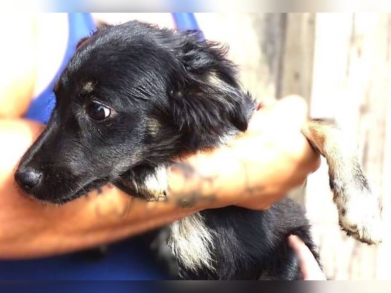 SIMON kleiner Hund in großer Gefahr