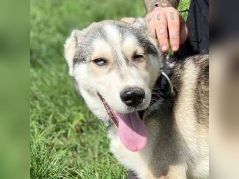 MONTY süßer Hundejunge
