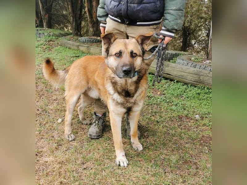 ASTON ist ein Traumhund