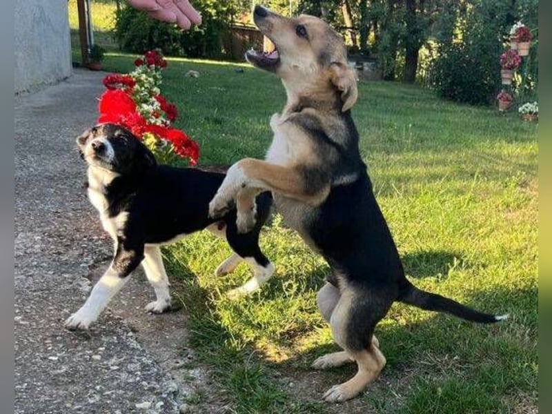 MICKY sucht seine Familie