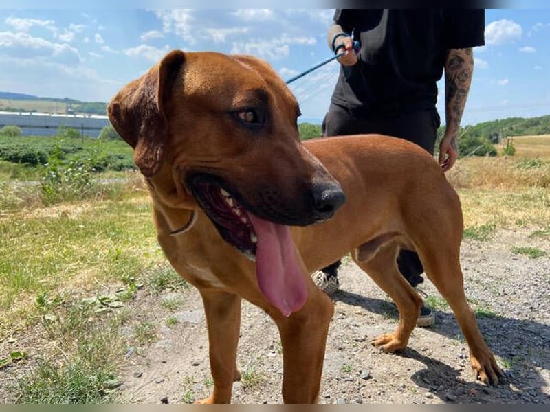 BEETHOVEN, ein Bild von einem Rhodesian Ridgeback!