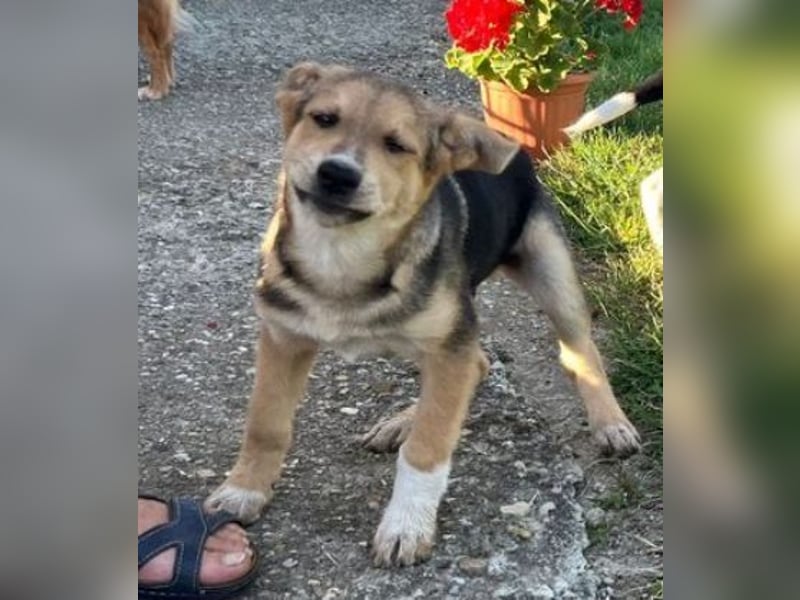 MICKY sucht seine Familie