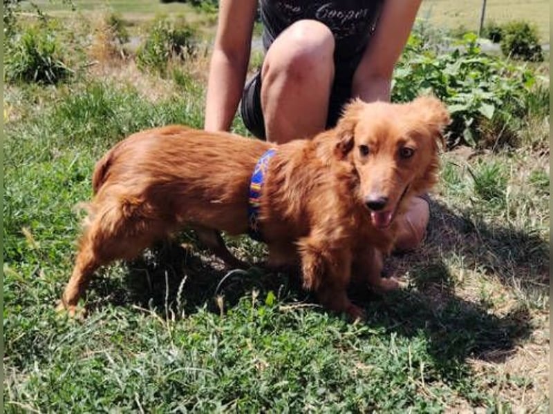 LUCKY, Dackel Mix