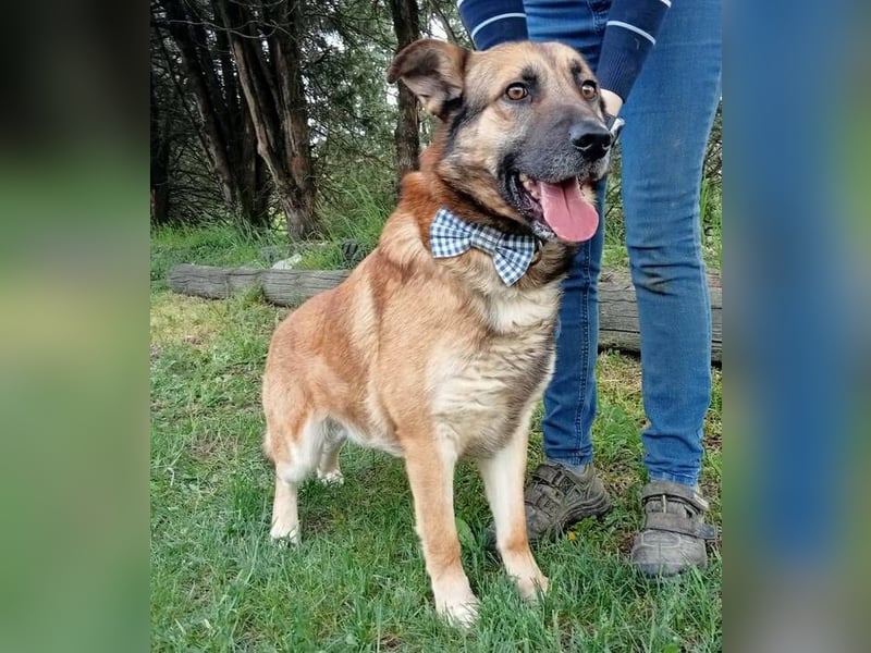 ASTON ist ein Traumhund