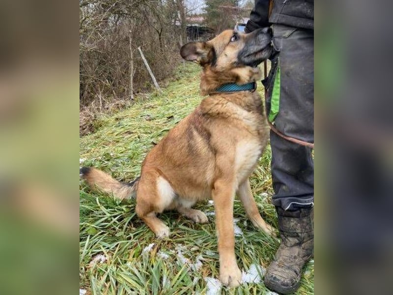 ASTON ist ein Traumhund
