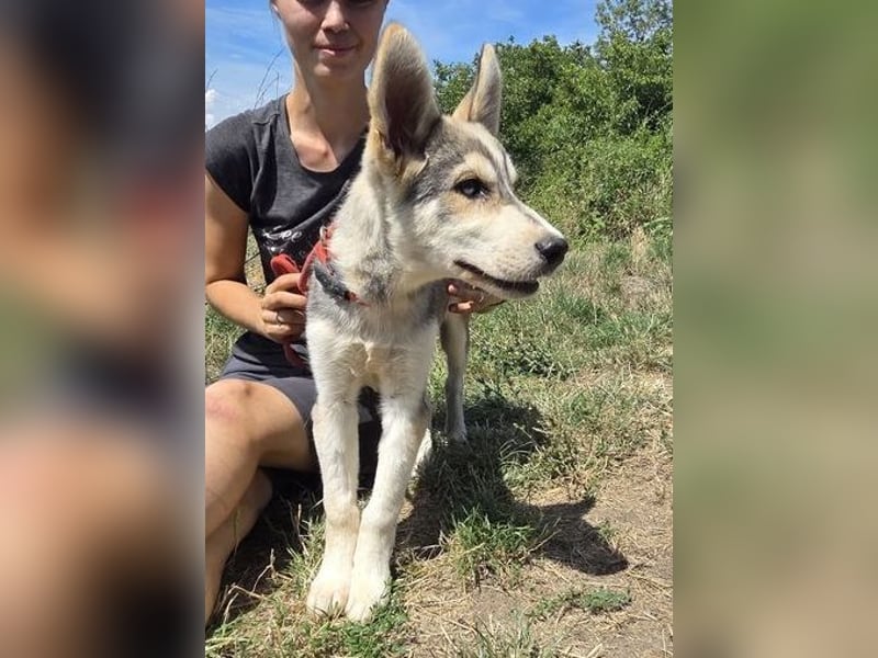 MONTY Husky Mix