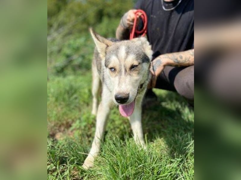 MONTY süßer Hundejunge