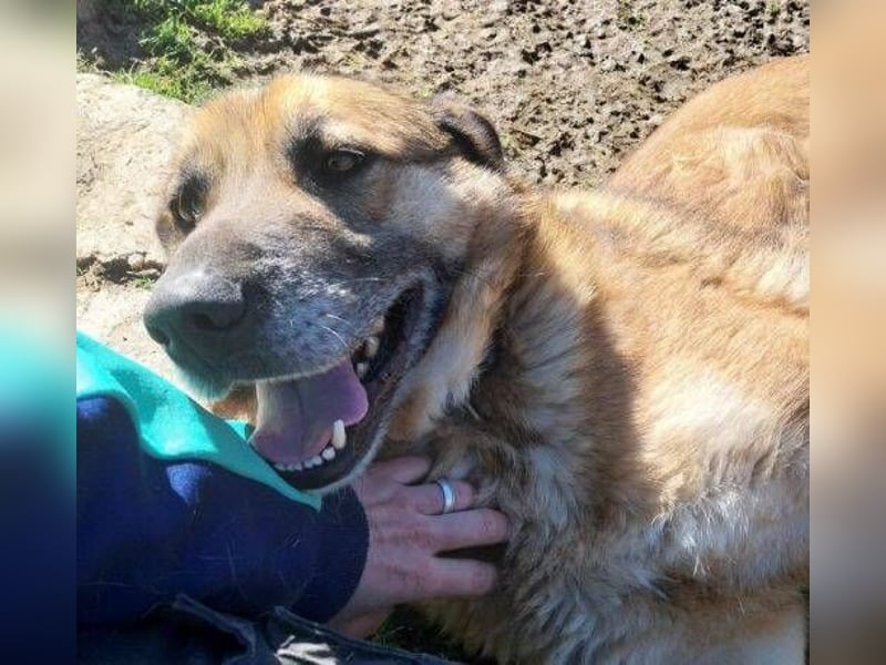 ASTON ist ein Traumhund