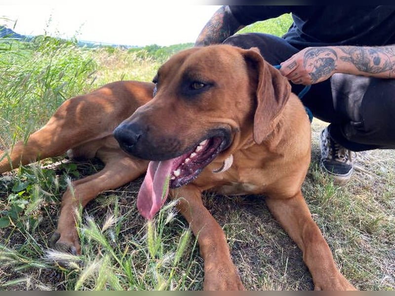 BEETHOVEN, ein Bild von einem Rhodesian Ridgeback!