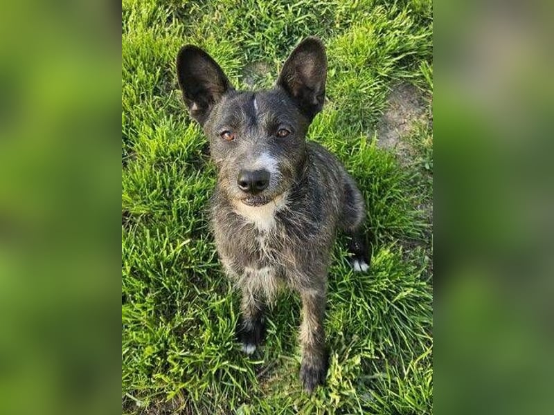 CHUBY sucht sein Glück
