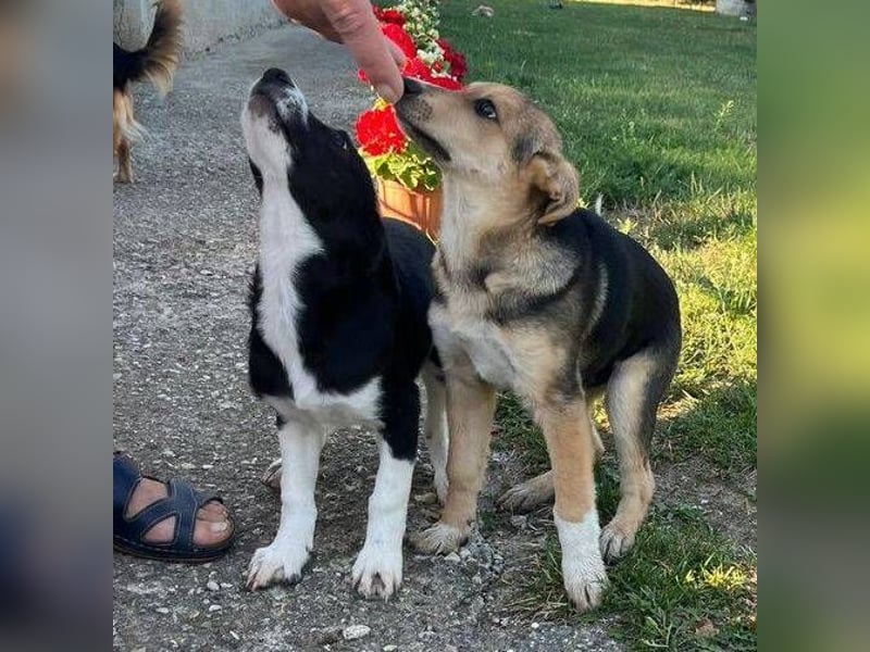 MICKY sucht seine Familie