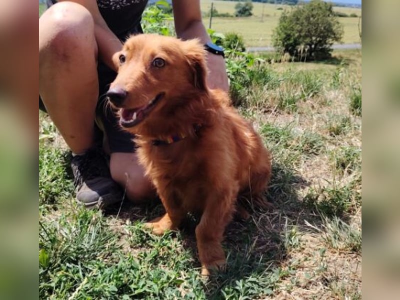 LUCKY, Dackel Mix