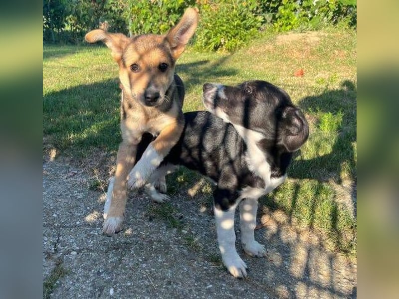 MICKY sucht seine Familie