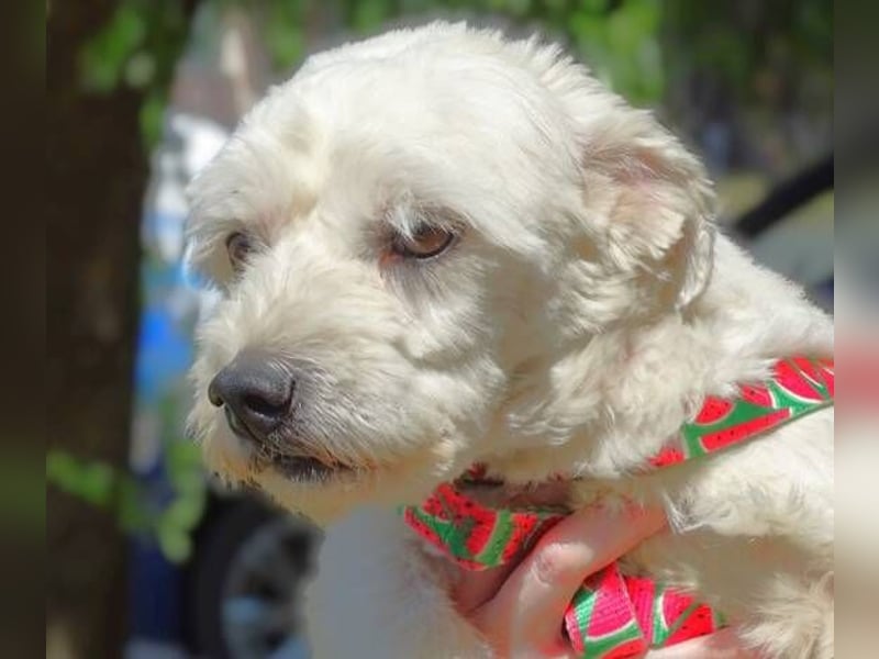 MARVIN, Malteser Mix