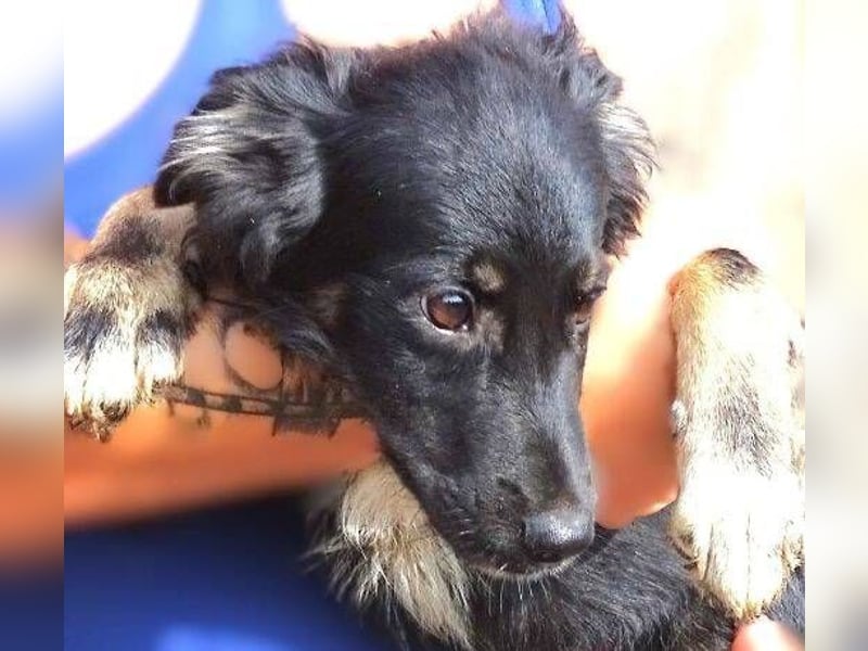 SIMON kleiner Hund in großer Gefahr