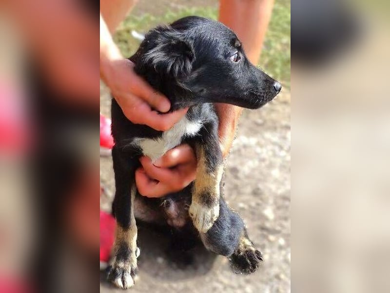 SIMON kleiner Hund in großer Gefahr