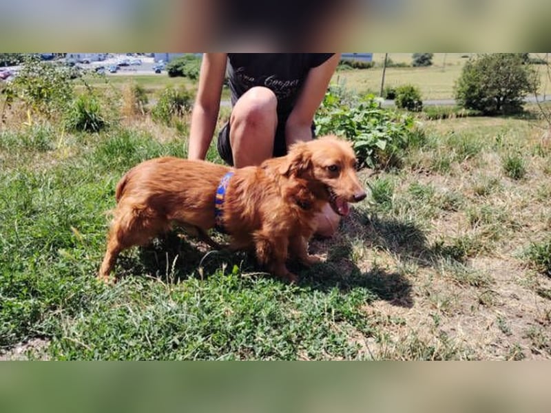 LUCKY, Dackel Mix