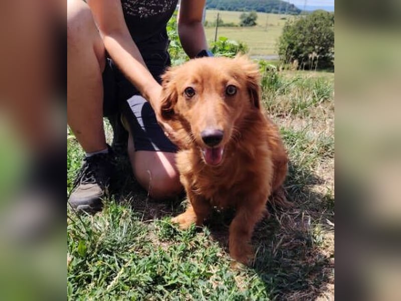 LUCKY, Dackel Mix