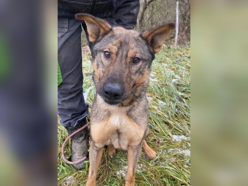 Atos, Schäferhund Mischling