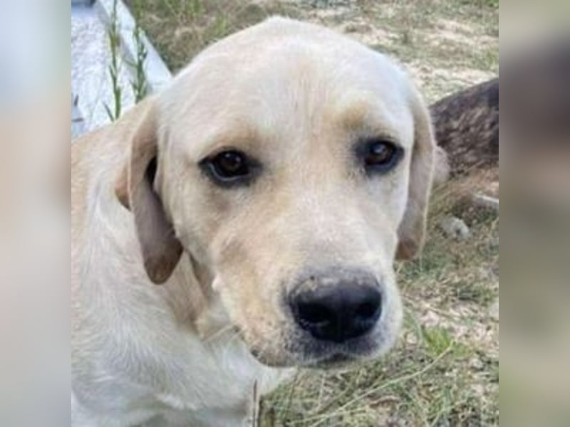 BENSON Labrador Mix