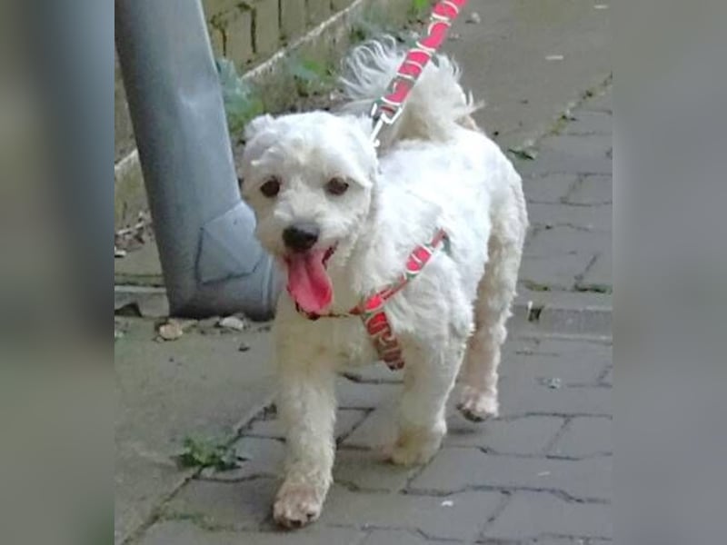 MARVIN, Malteser Mix