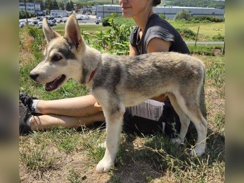 MONTY Husky Mix