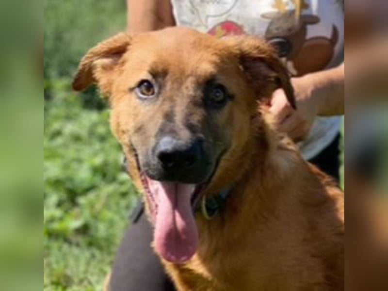 COLIN verspielter Hundejunge