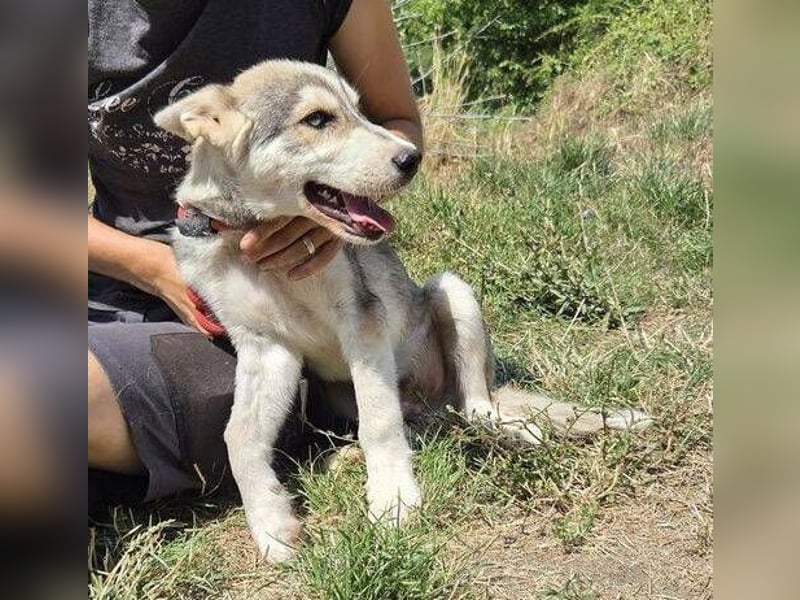 MONTY Husky Mix