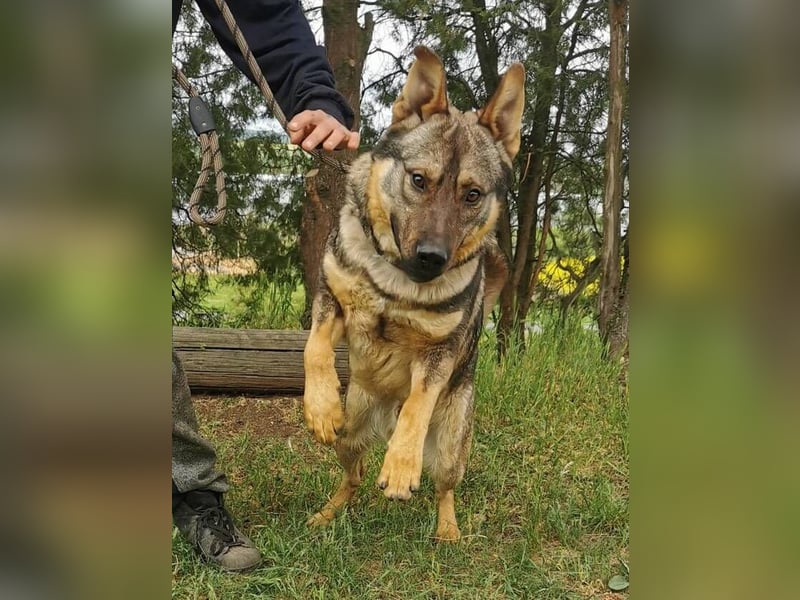 Atos, Schäferhund Mischling