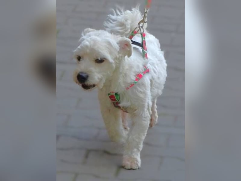 MARVIN, Malteser Mix