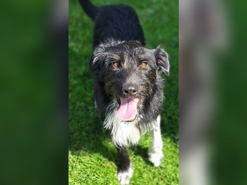 COOPER ist besonders lieb