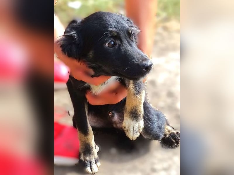 SIMON kleiner Hund in großer Gefahr
