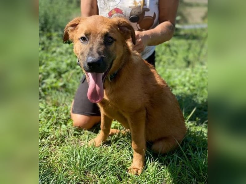 COLIN verspielter Hundejunge