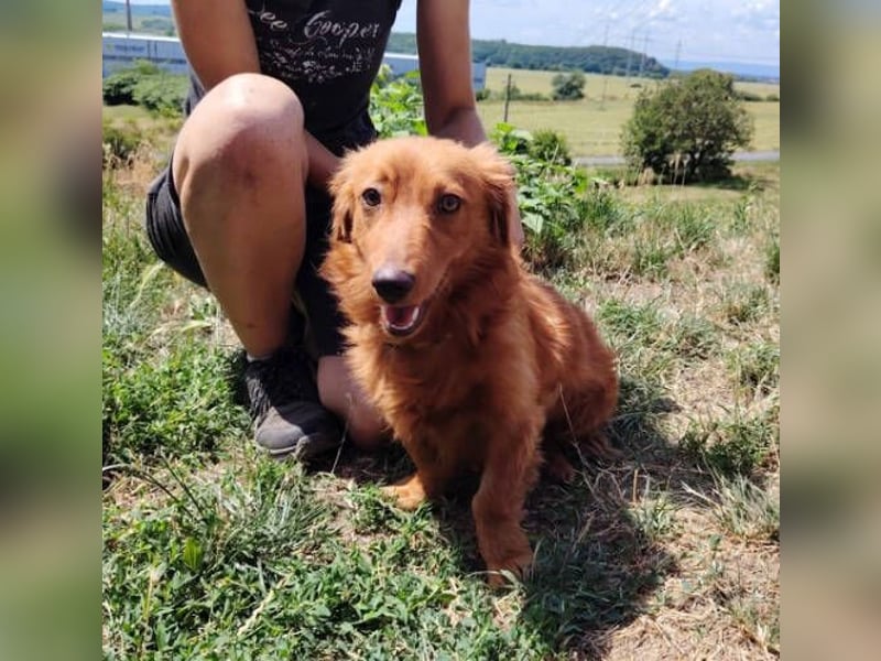 LUCKY, Dackel Mix